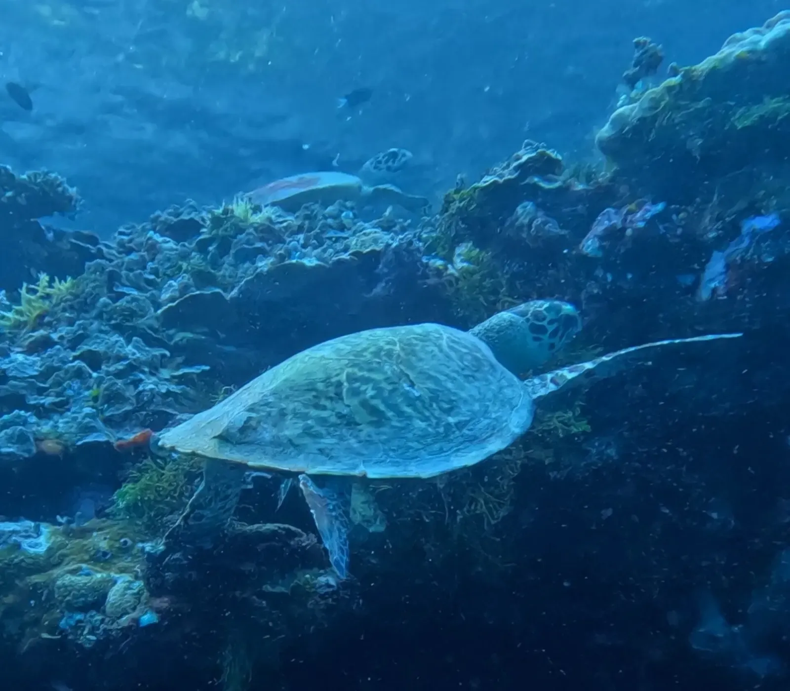 A hawksbill sea turtle swims close to coral and sponges in Palau