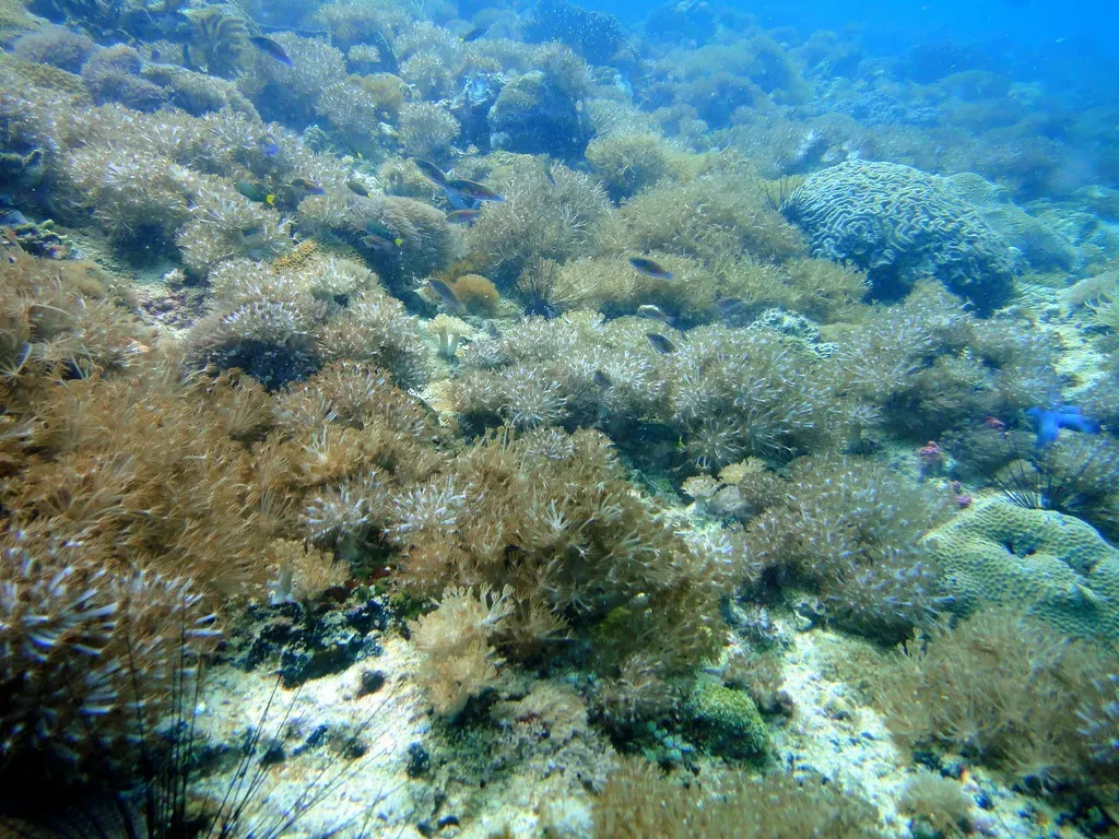 Soft corals and hard coral plates cover the reef slope at Gato Island near Malapascua.