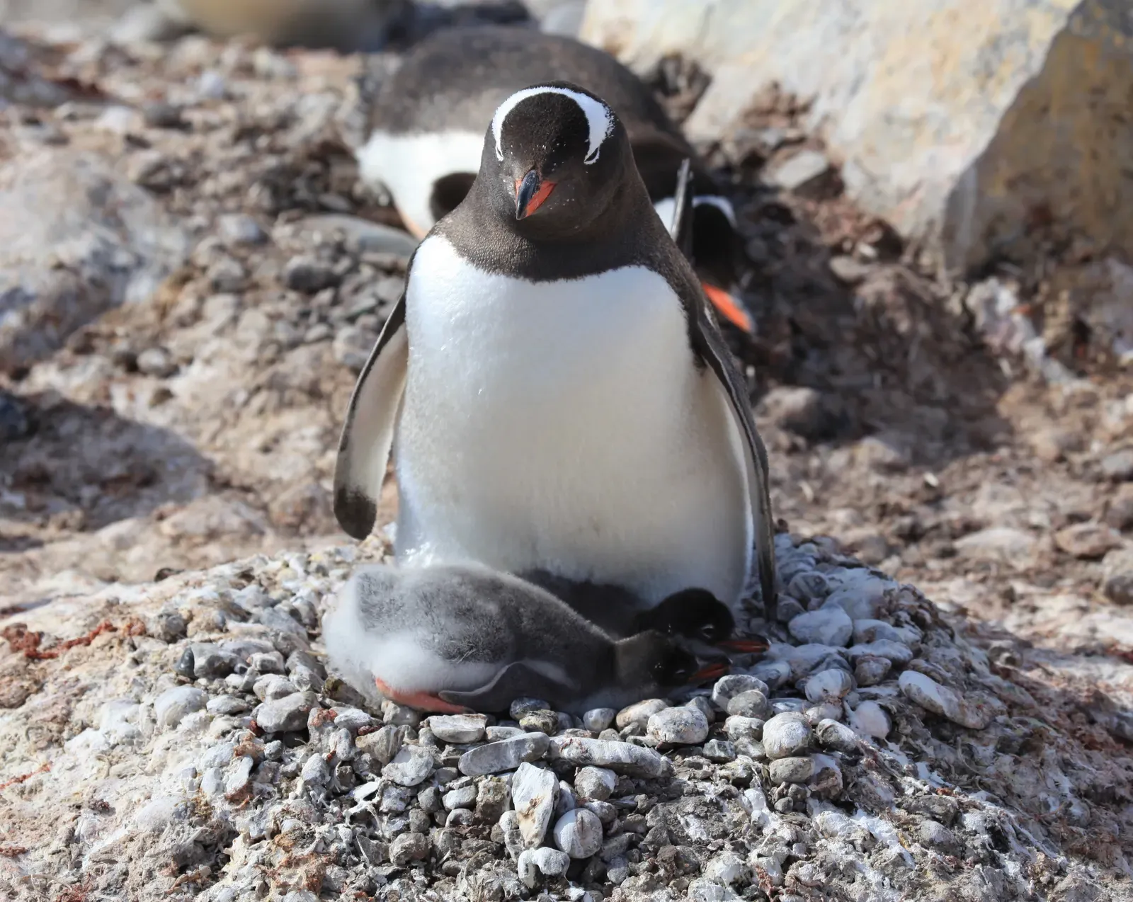 A gentoo penguin stands over two downy chicks on a pebble nest at Waterboat Point