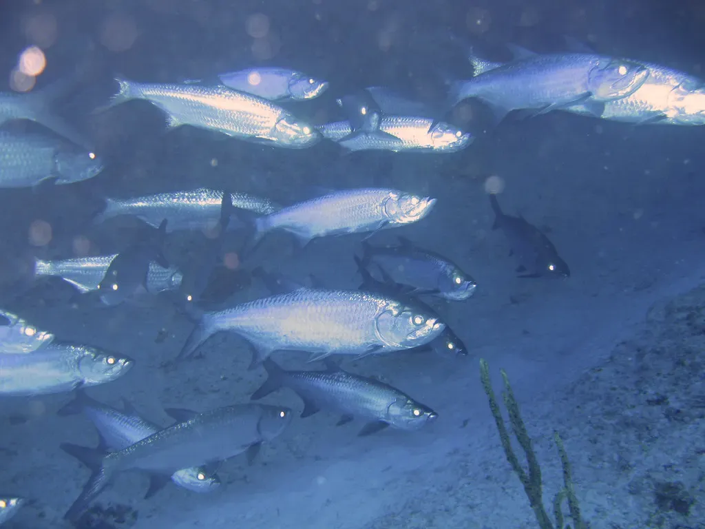A dense school of silver tarpon hangs beneath a rock overhang