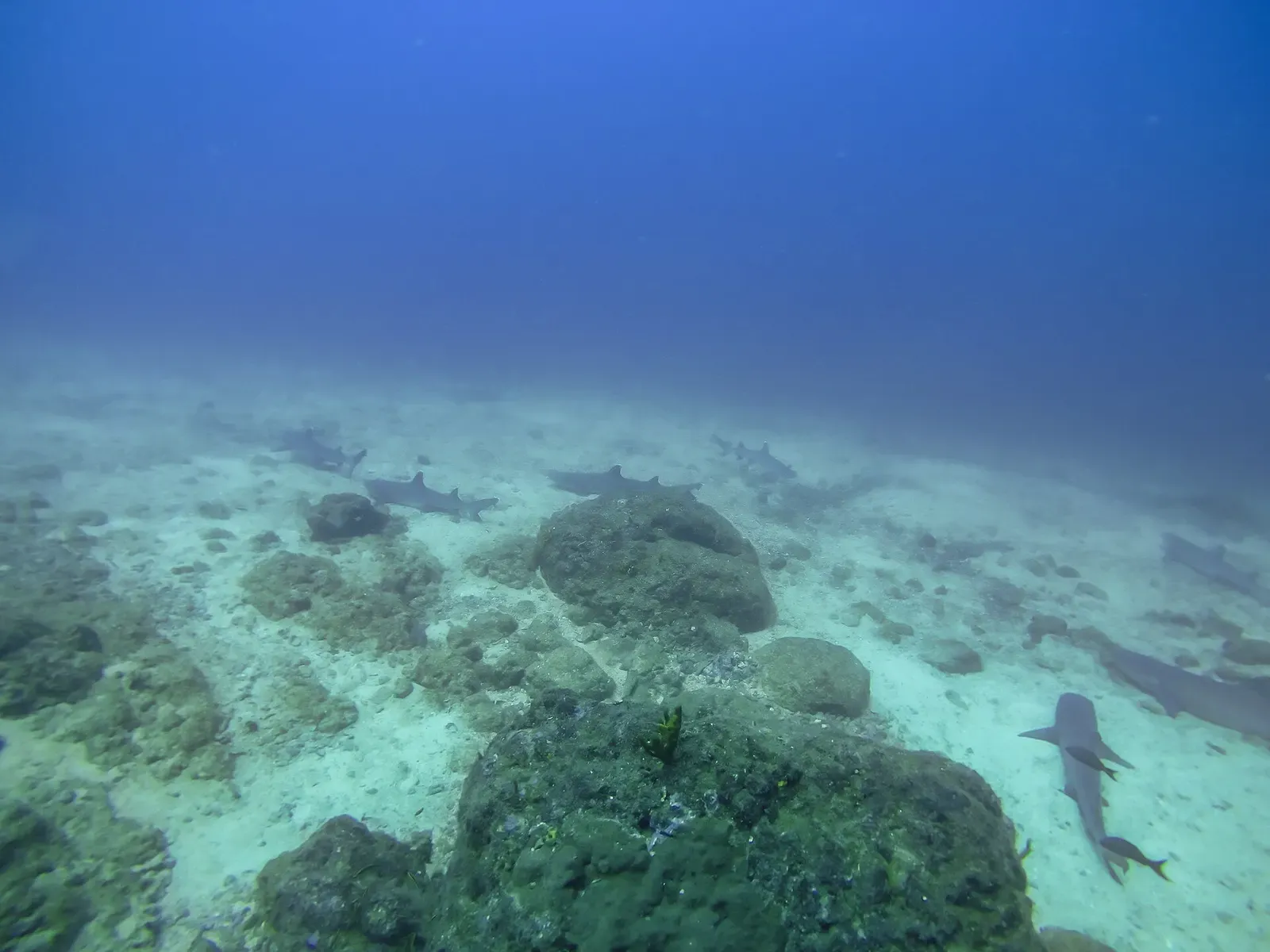 Several whitetip reef sharks glide low over a sandy bottom studded with boulders.