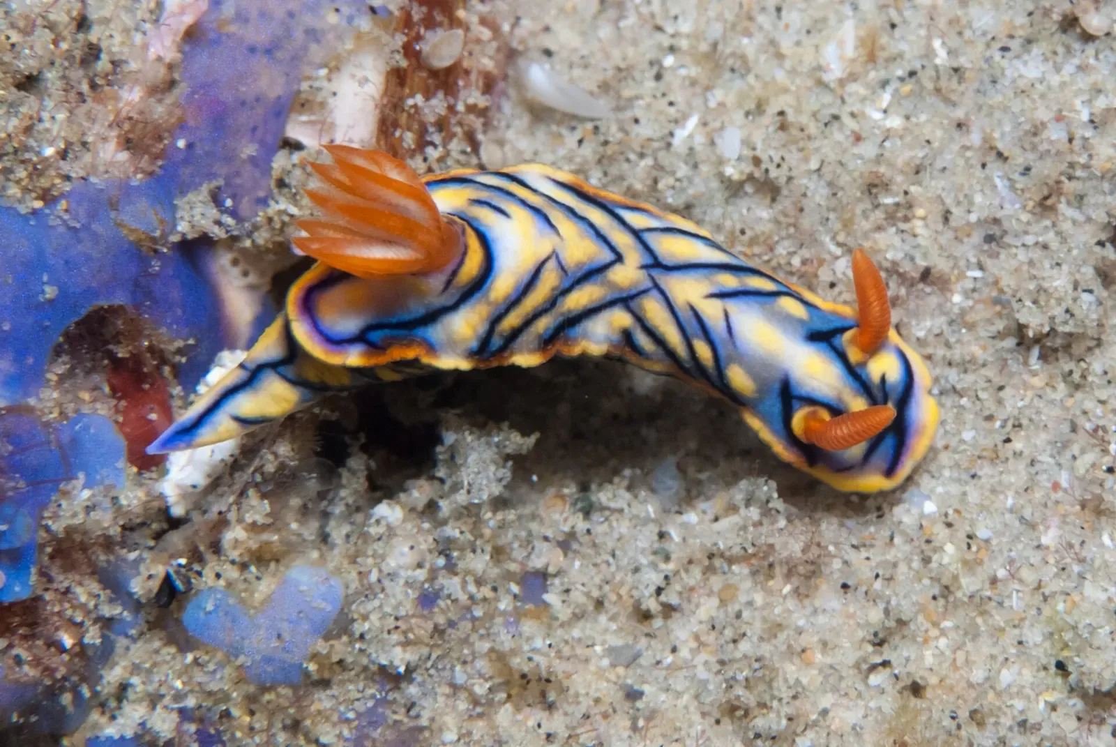 A yellow and blue striped nudibranch crawls over sand near Ponta do Ouro.