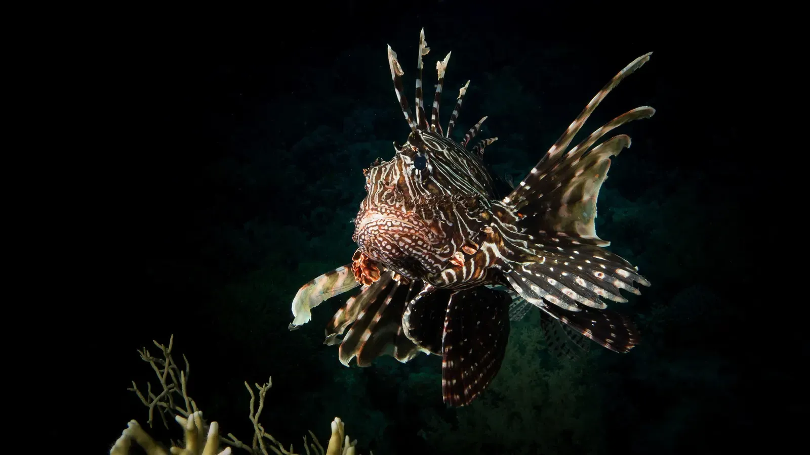 A lionfish spreads its venomous spines against a dark background on a Red Sea night dive.