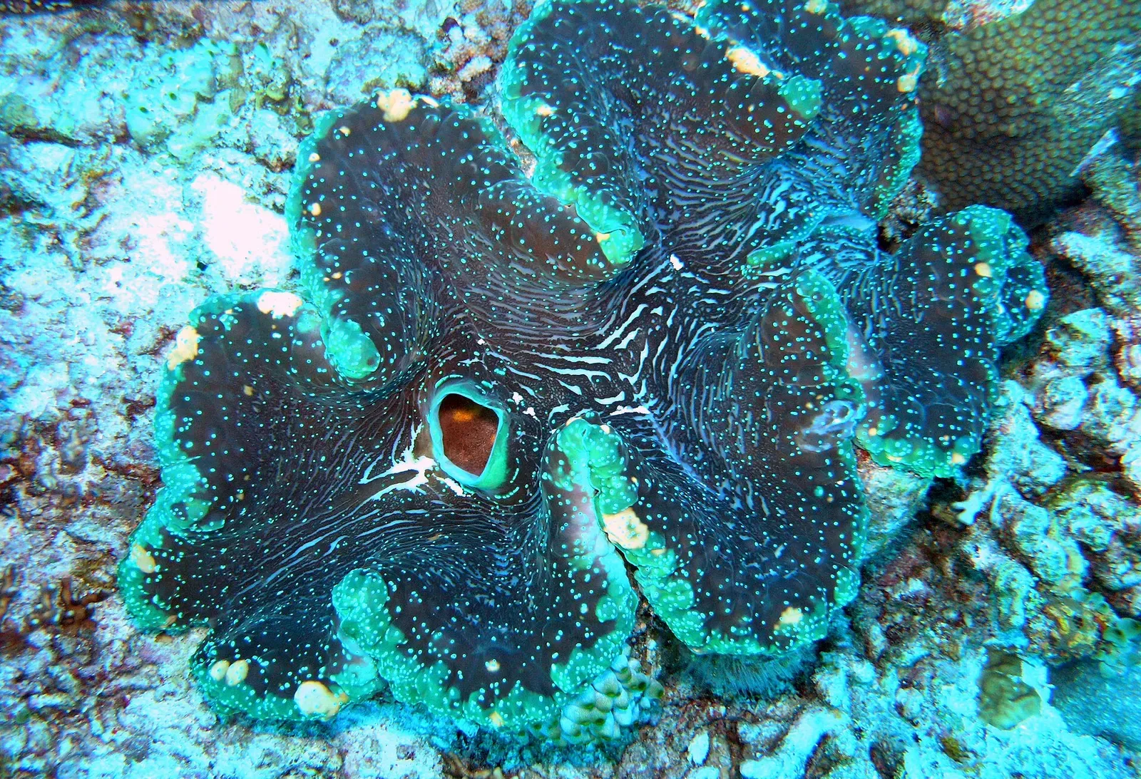 A giant clam's fluted mantle shows deep blue and teal patterning against the reef.