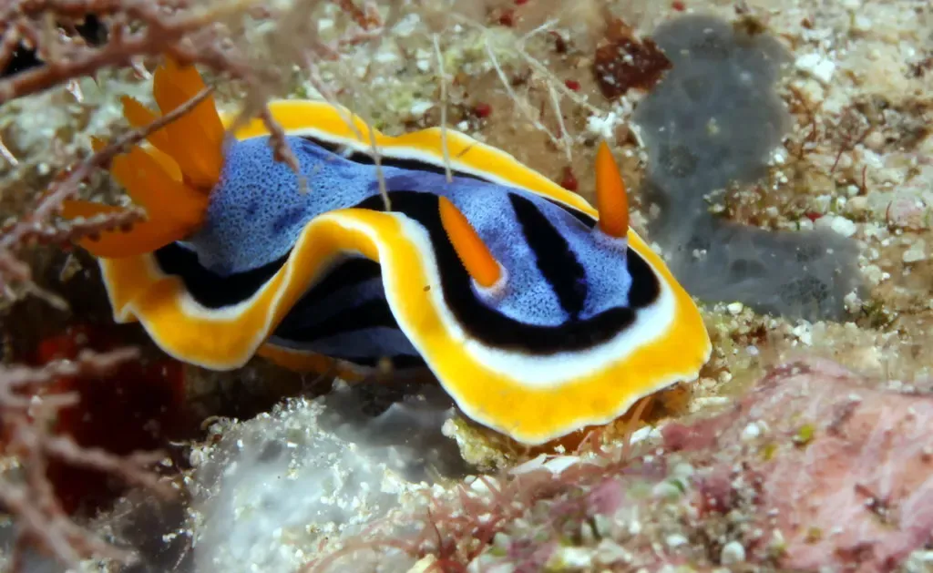 A blue, black and yellow Chromodoris nudibranch crossing the reef
