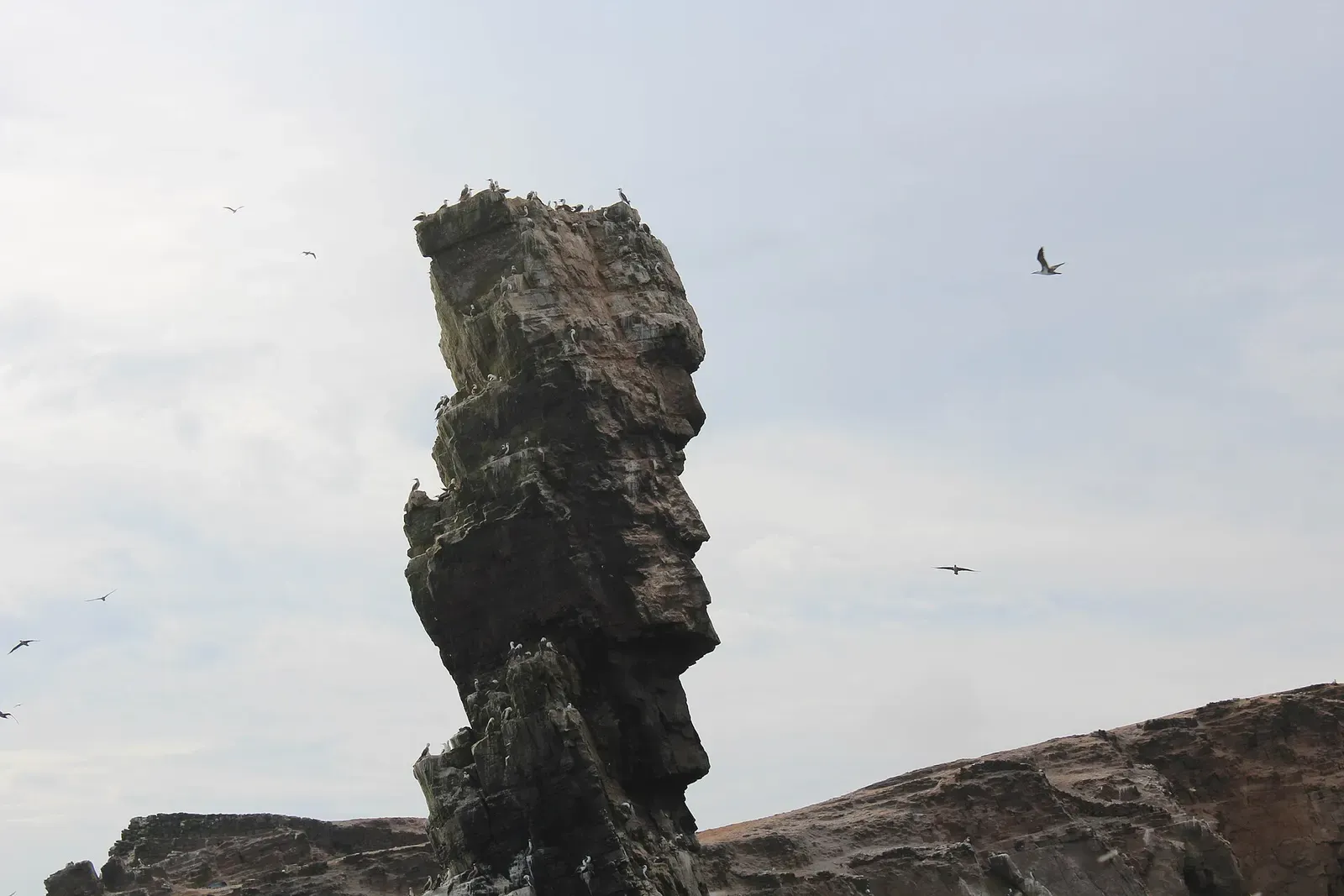 A tall rock pinnacle rises from the sea near the Palomino islands with a seabird circling overhead
