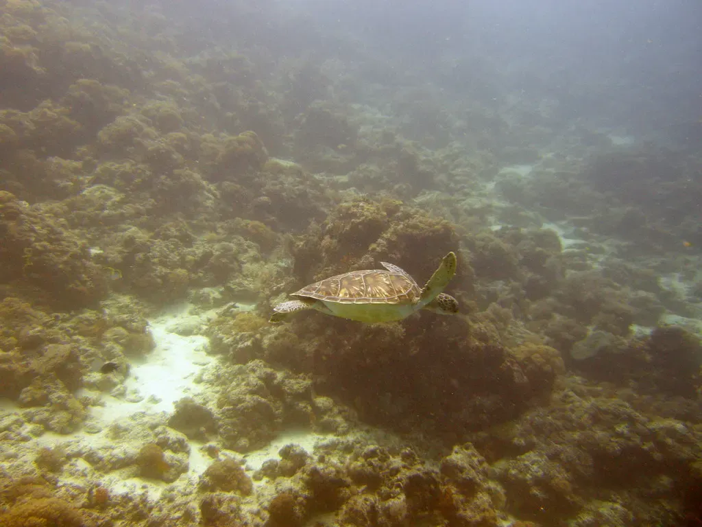A sea turtle glides over a coral reef wall at Mnemba Atoll, Zanzibar