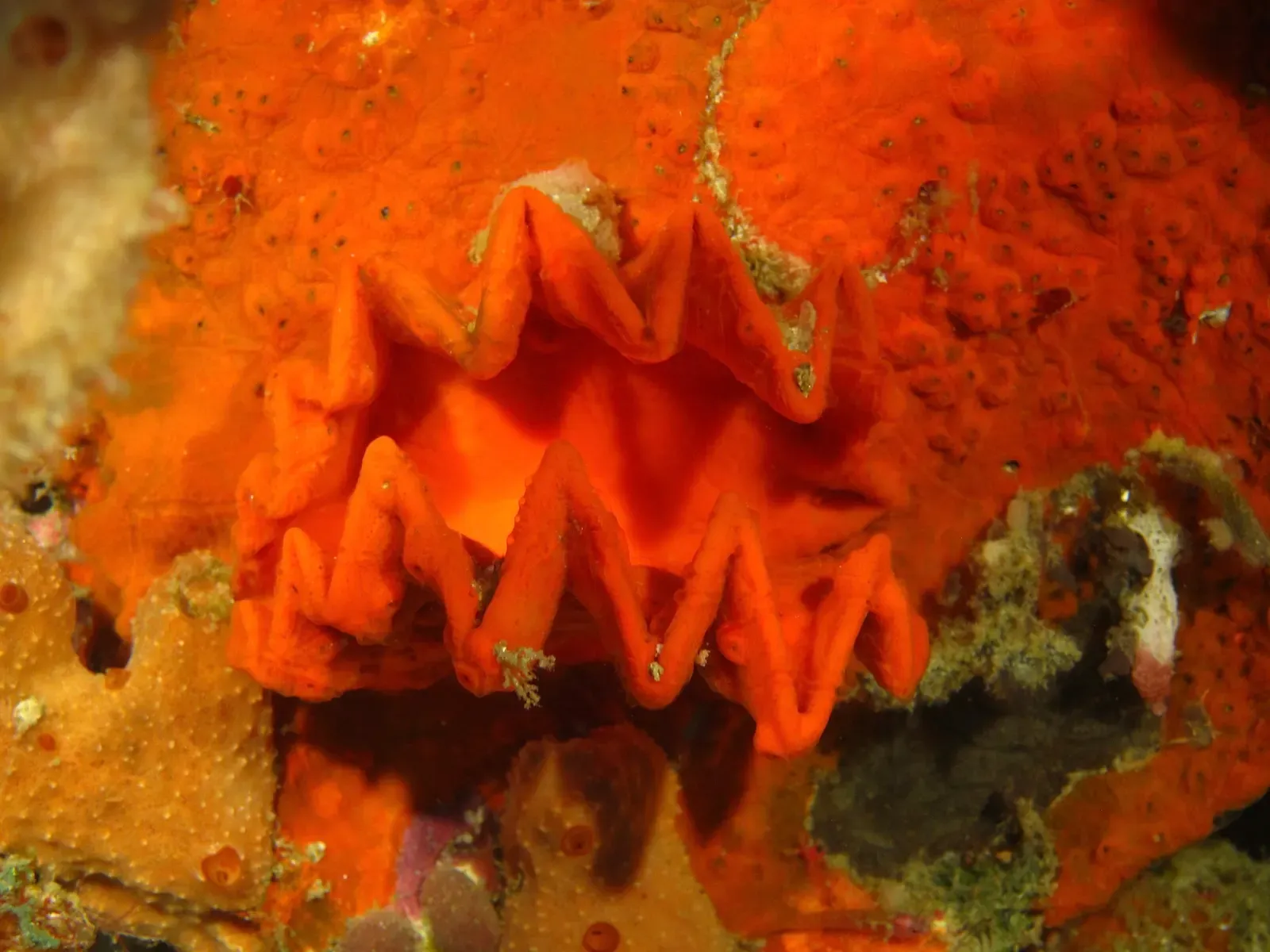 Close-up of a vivid orange cockscomb oyster with zigzag shell edges
