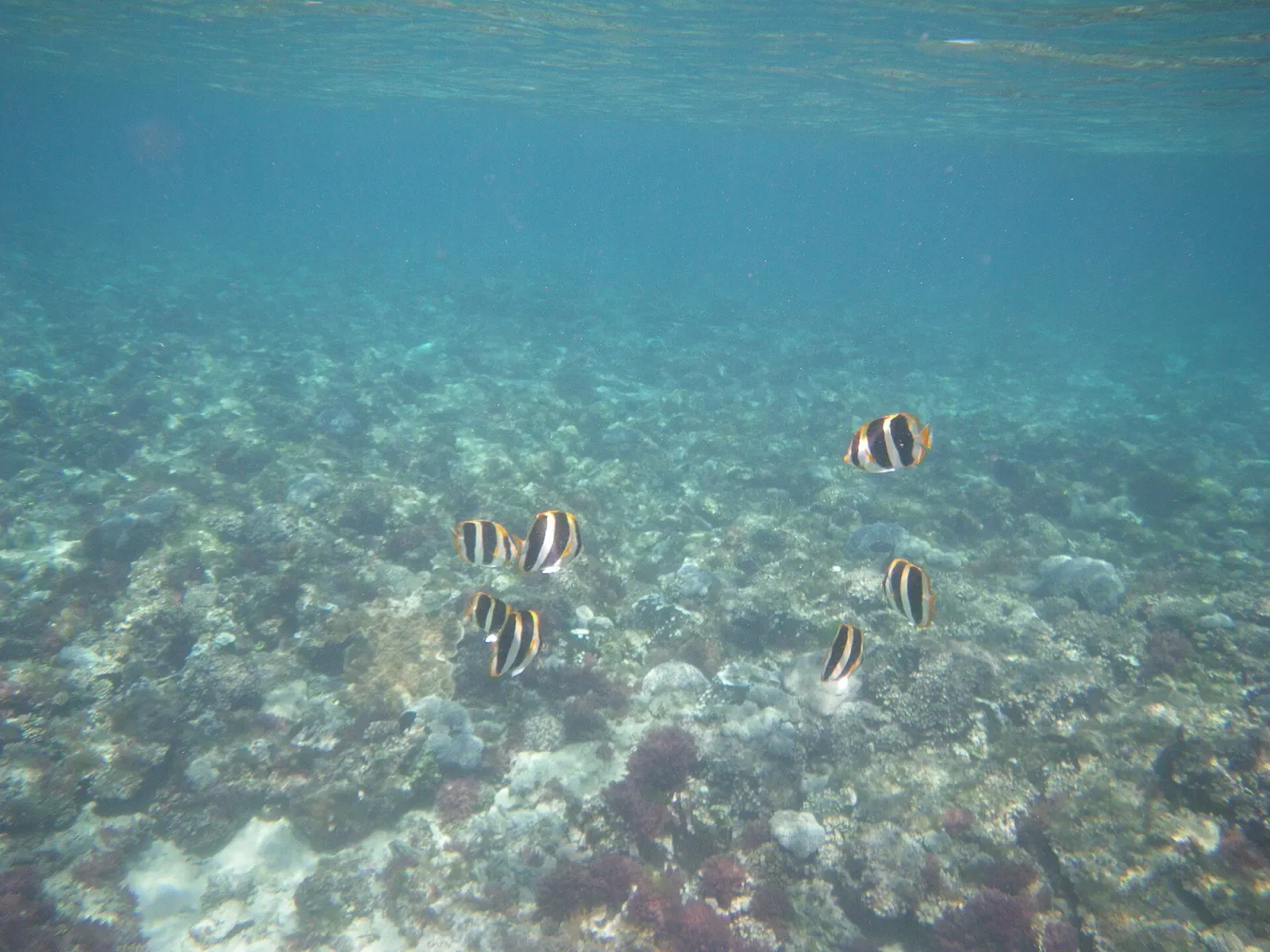 A blue and pink wrasse swims past coral rubble in the shallows off Lord Howe Island