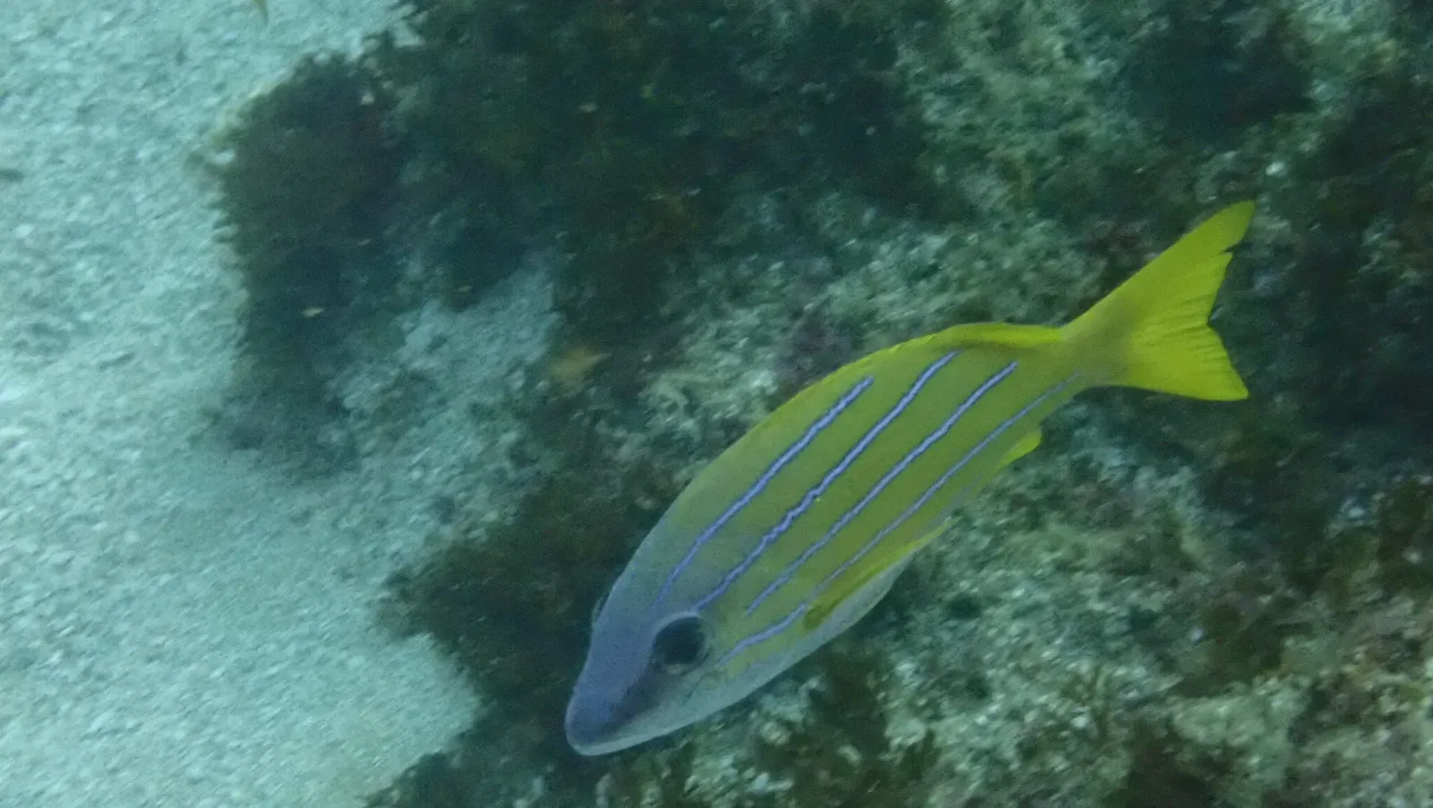 A yellow-and-blue-striped bluestriped snapper swims over a mossy reef.