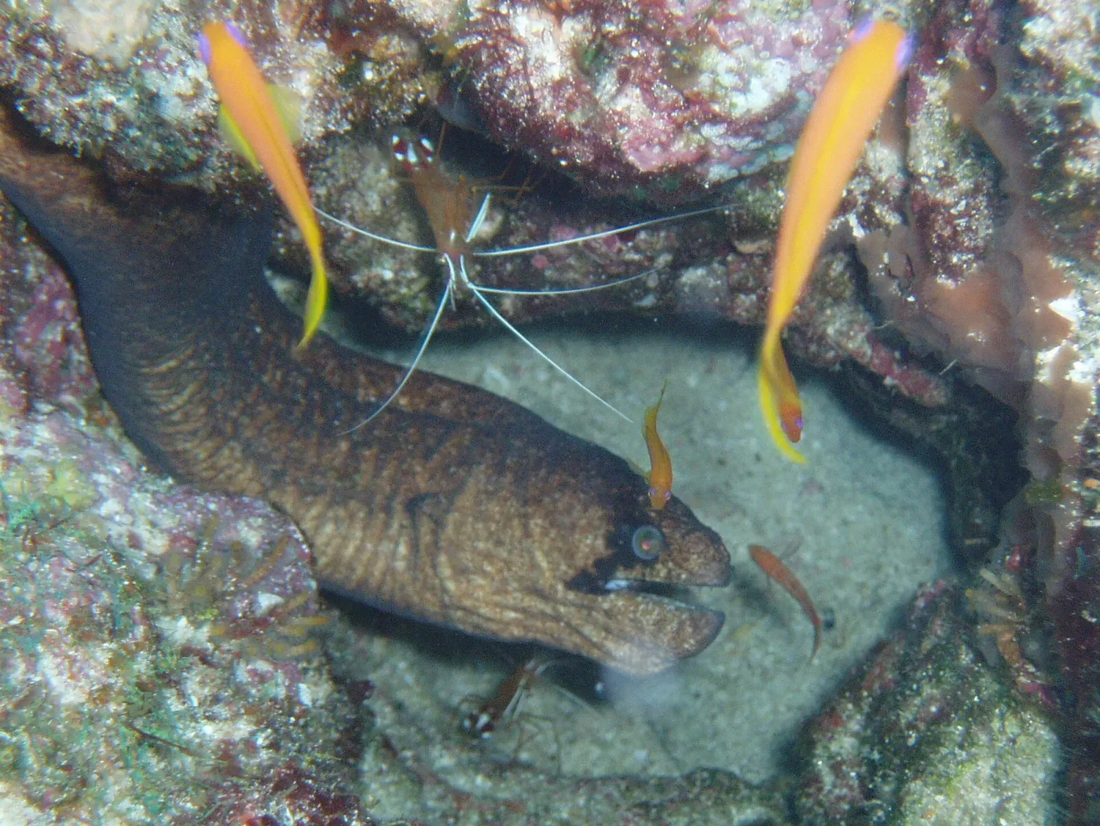 An Ambon cleaner shrimp tends a moray eel tucked into a reef crevice near Tofo.