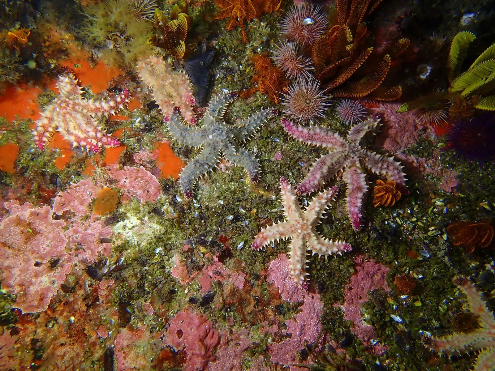 A cluster of spiny starfish in varied colors covers a rock encrusted with pink coralline algae.