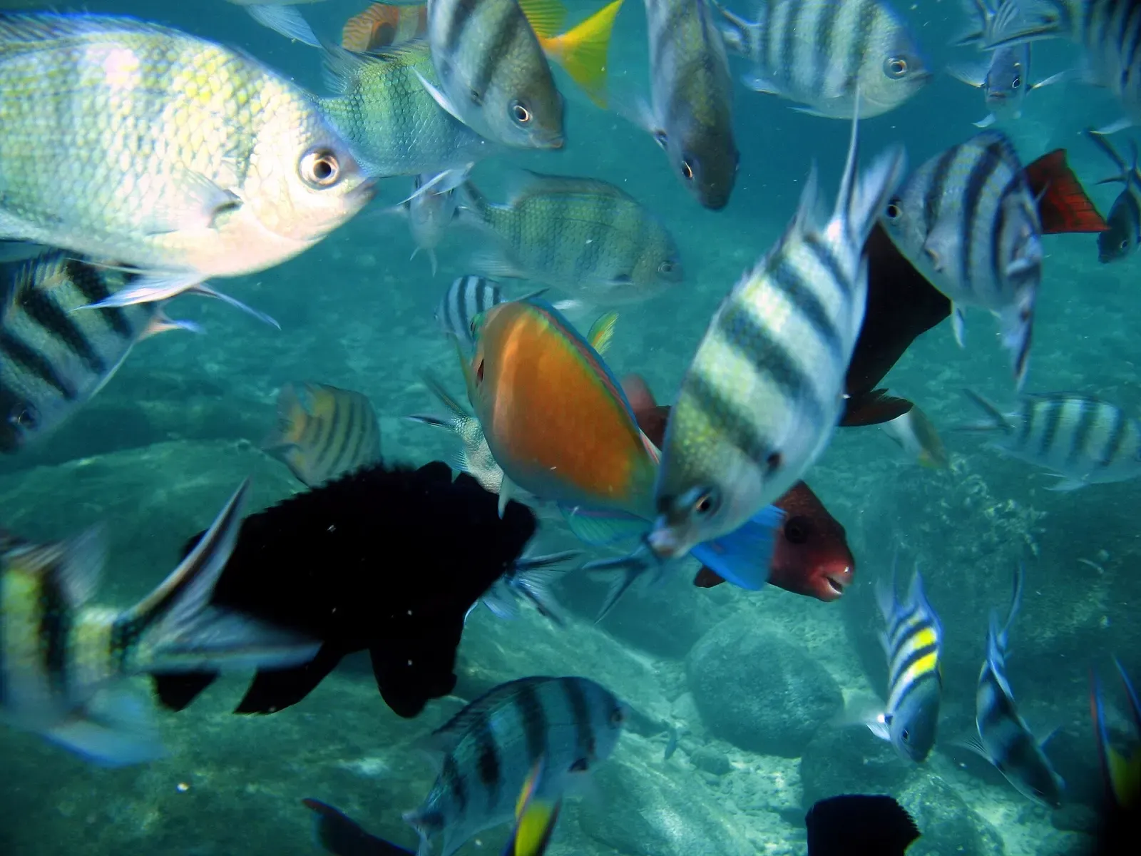A mixed school of sergeant majors and snapper swims over a shallow Tioman reef
