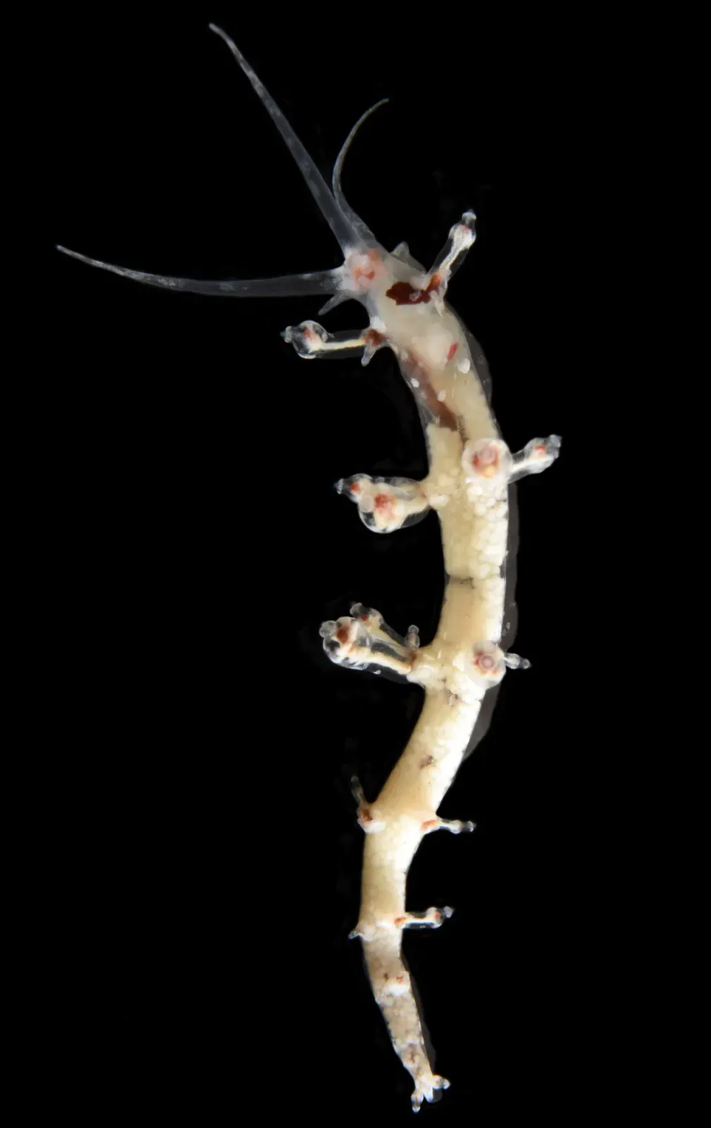 Pale nudibranch with long tapering horns crawling across a dark seafloor