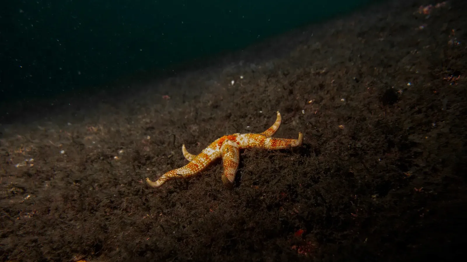 Orange sea star resting on a dark, current-swept reef slope