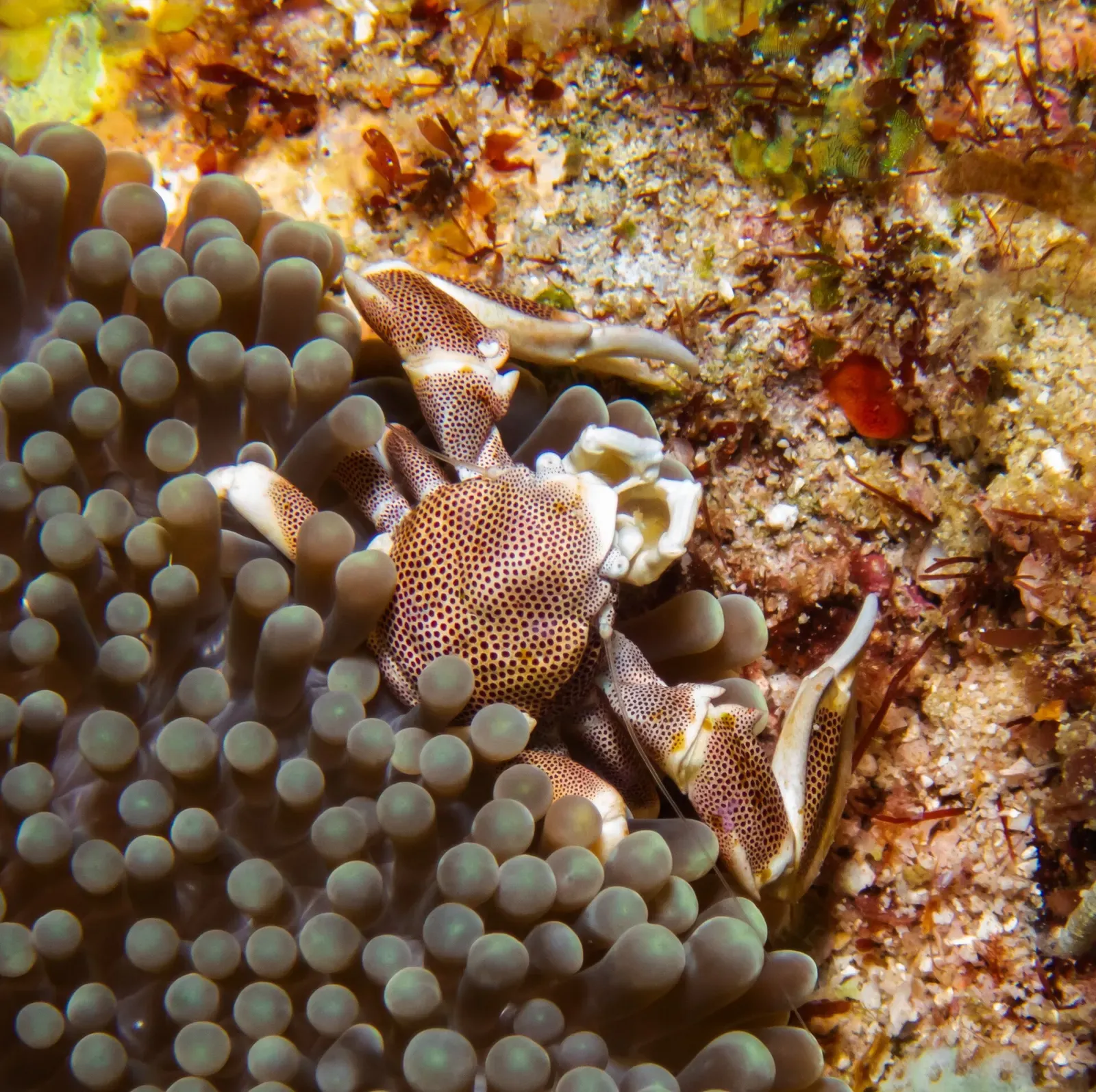 An anemone porcelain crab perches among the tentacles of a sea anemone at Hin Daeng