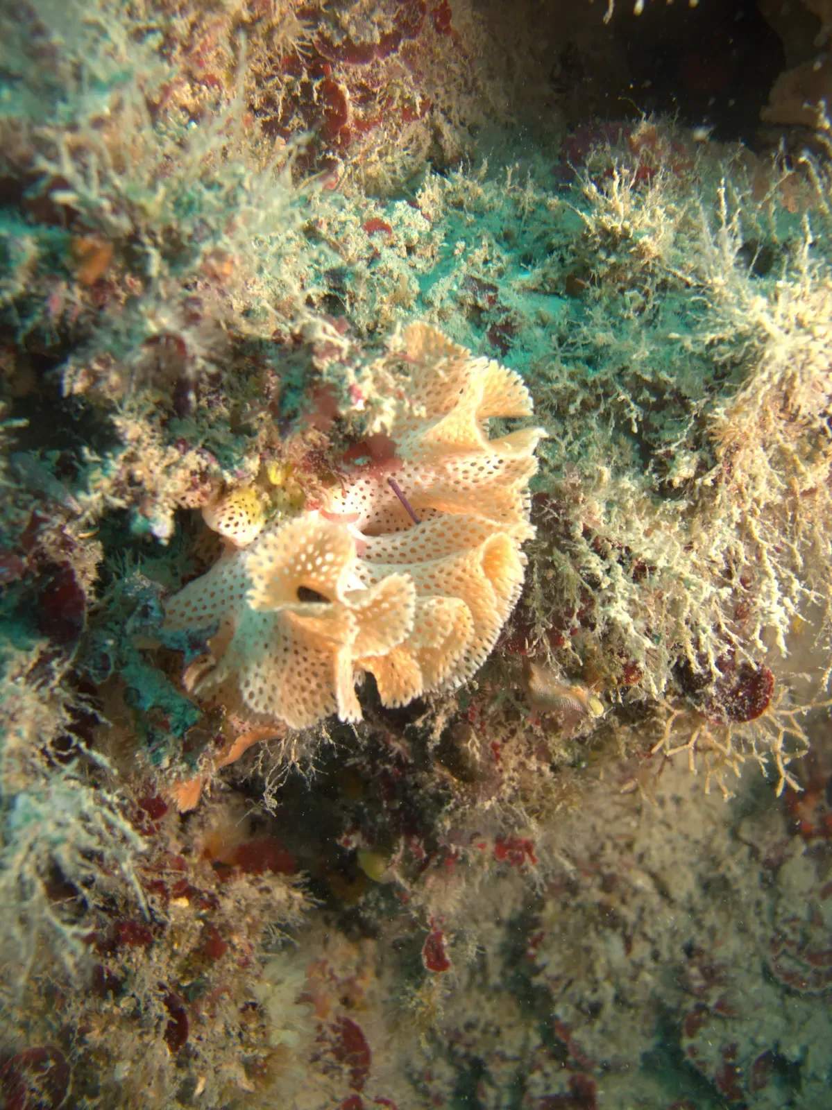 Pale lace-like Neptune bryozoan colony on an algae-covered rock face