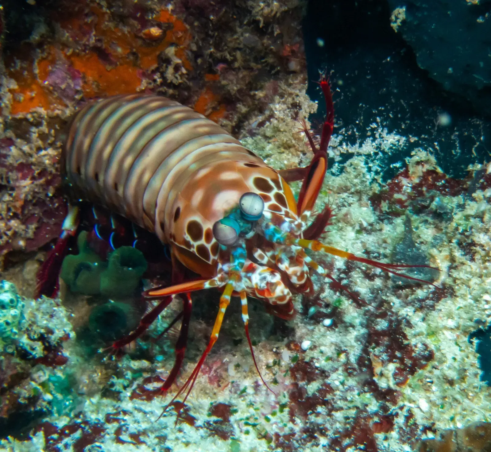 Peacock mantis shrimp with vivid orange banding peering out from a reef crevice