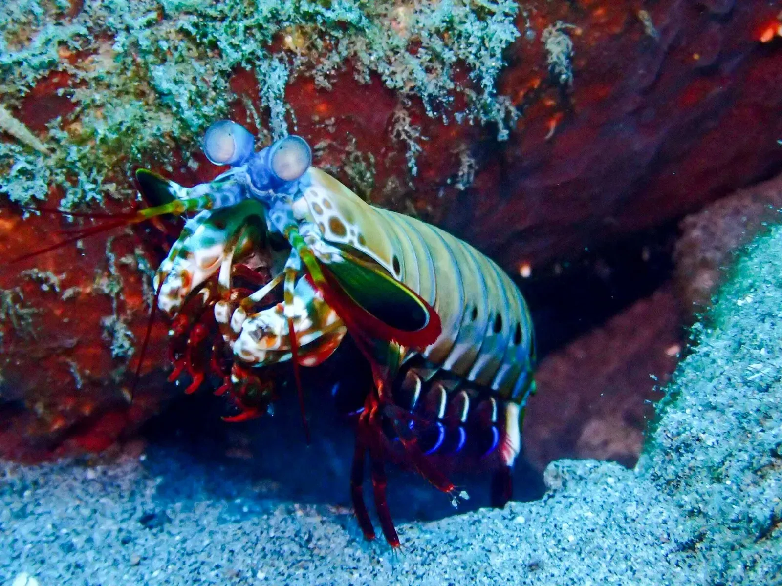 A peacock mantis shrimp with vivid blue eyes peers out from a crevice in the reef.