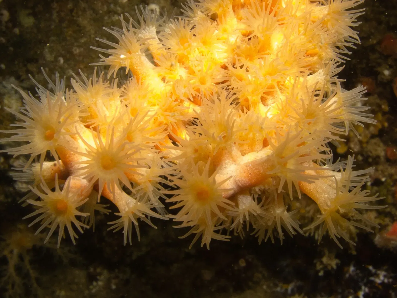 Cluster of orange gorgonian polyps, Adelogorgia phyllosclera, open on a Channel Islands reef