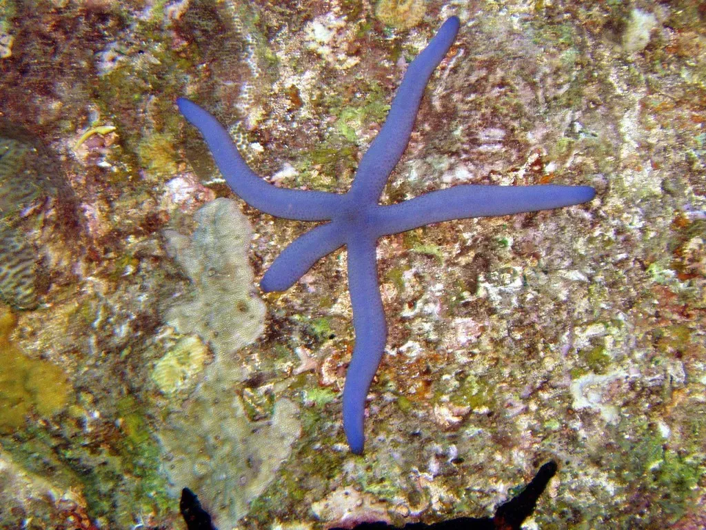 A blue sea star spans a patch of coral rubble on Mafia Island's reef
