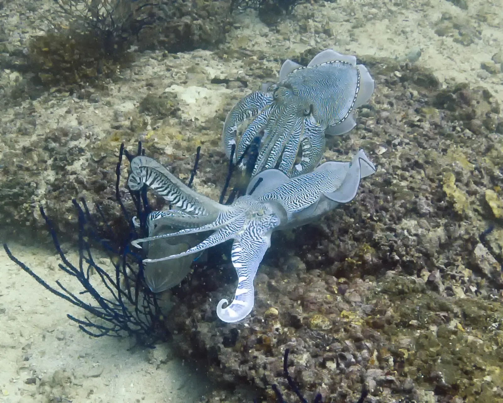 A pair of cuttlefish displaying rippling patterns on the reef at the Daymaniyat Islands