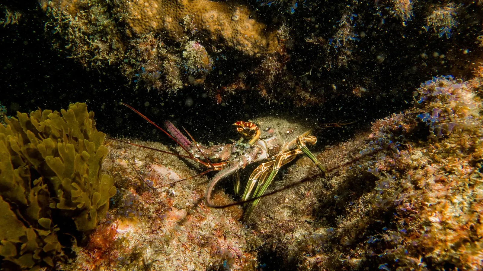 Smoothtail spiny lobster tucked into a rocky crevice near Arraial do Cabo