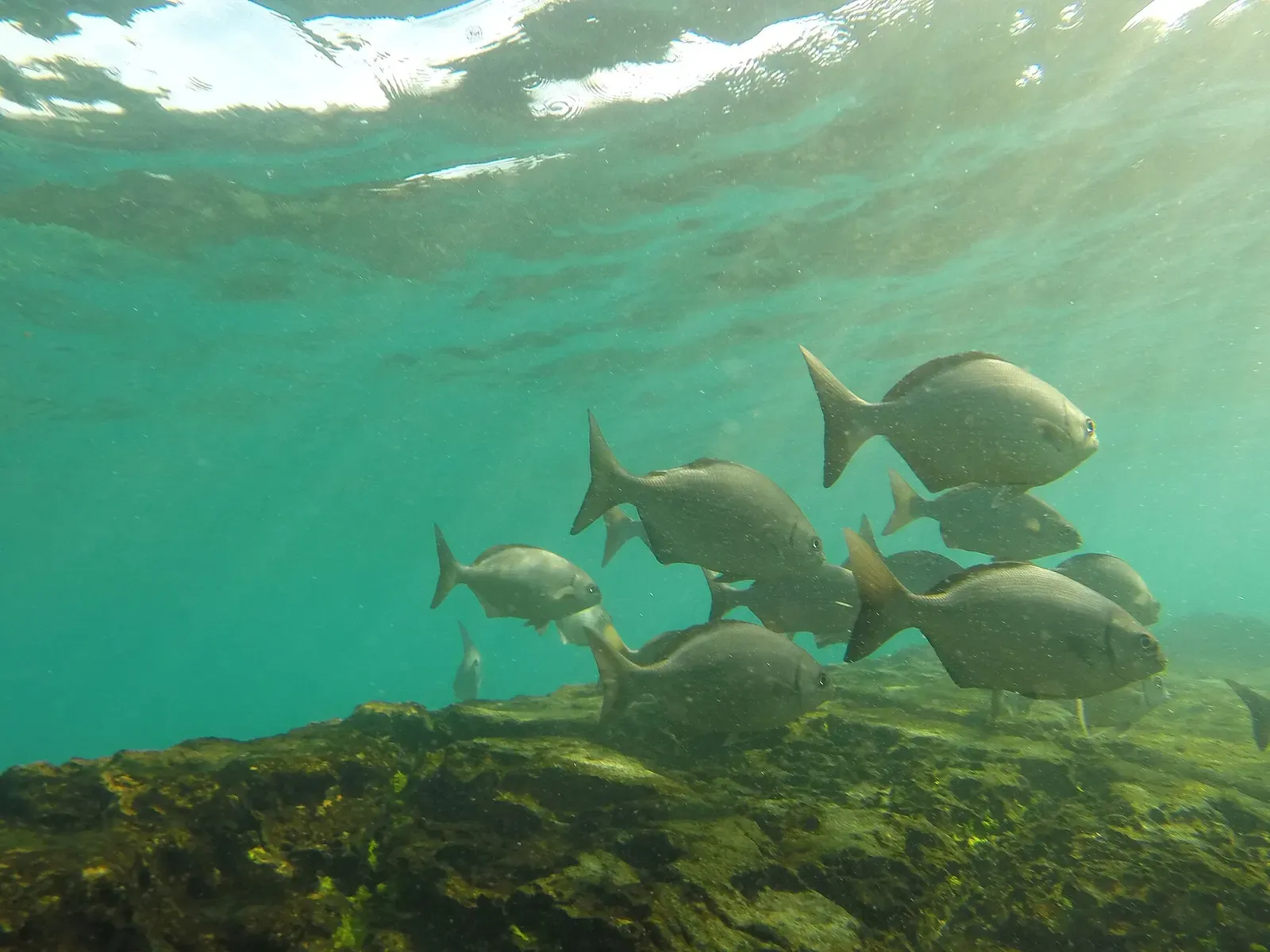 A school of fish swims over the reef at Abrolhos Marine National Park, Brazil