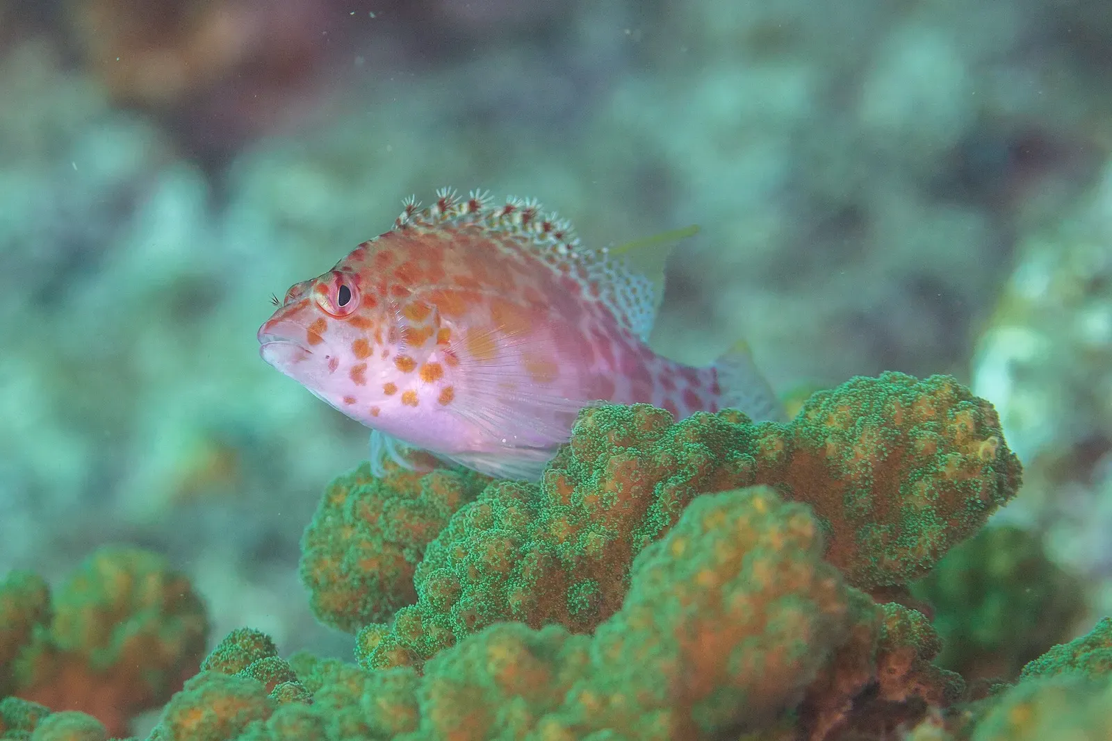 A coral hawkfish perches on branching reef coral in Cabo Pulmo National Park
