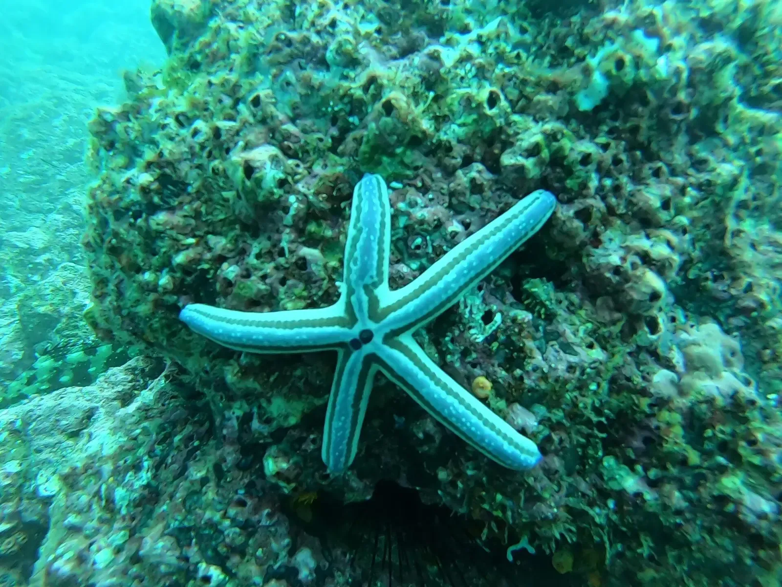A blue sea star clings to an encrusted boulder in clear water.