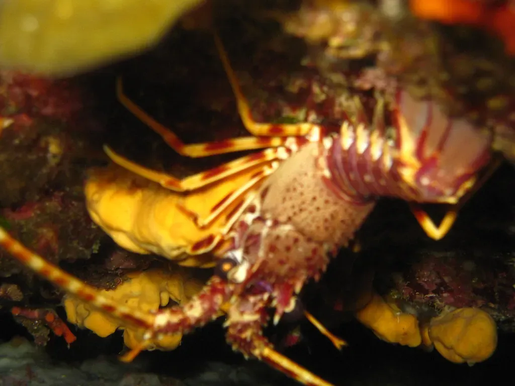 Spiny lobster with banded antennae sheltering beneath a rocky overhang