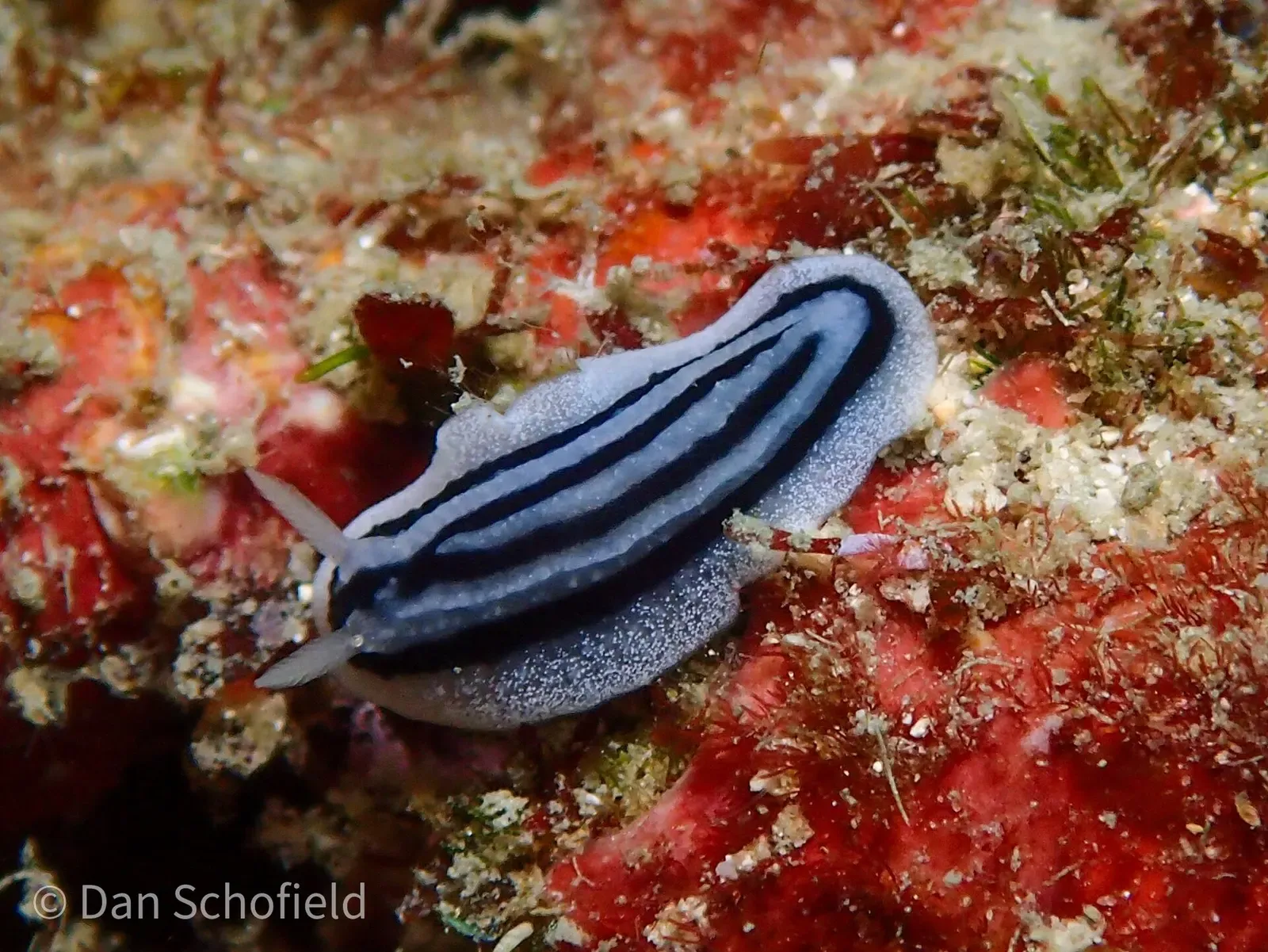Striped Phyllidiopsis nudibranch on red sponge near Xiaoliuqiu, Taiwan