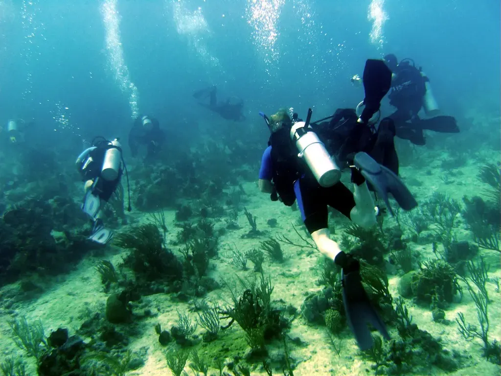 Divers fin low over a sandy, grass-covered reef dotted with soft coral heads.
