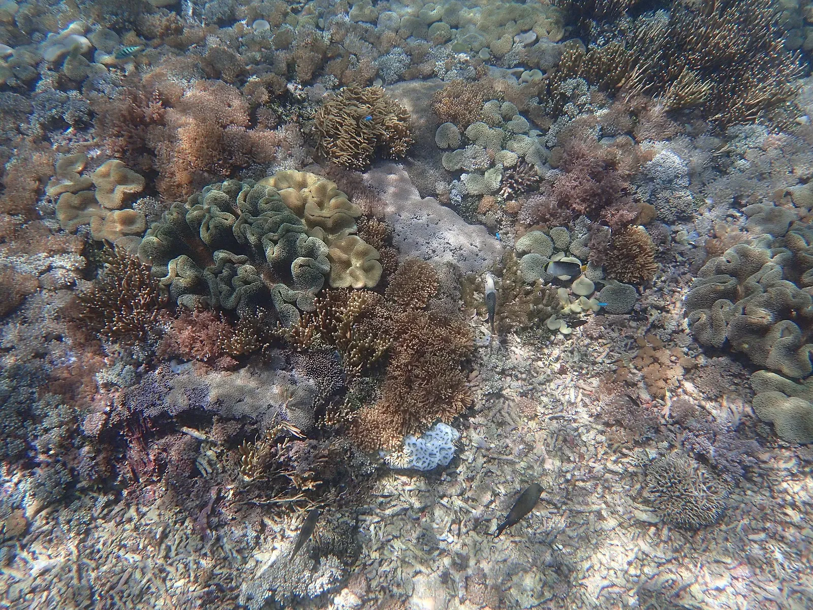 Butterflyfish weave through a dense mound of hard and soft corals on a shallow reef.