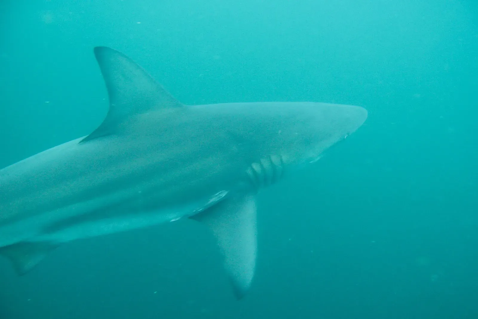 Close view of a shark's head and gills swimming through teal water at Protea Banks