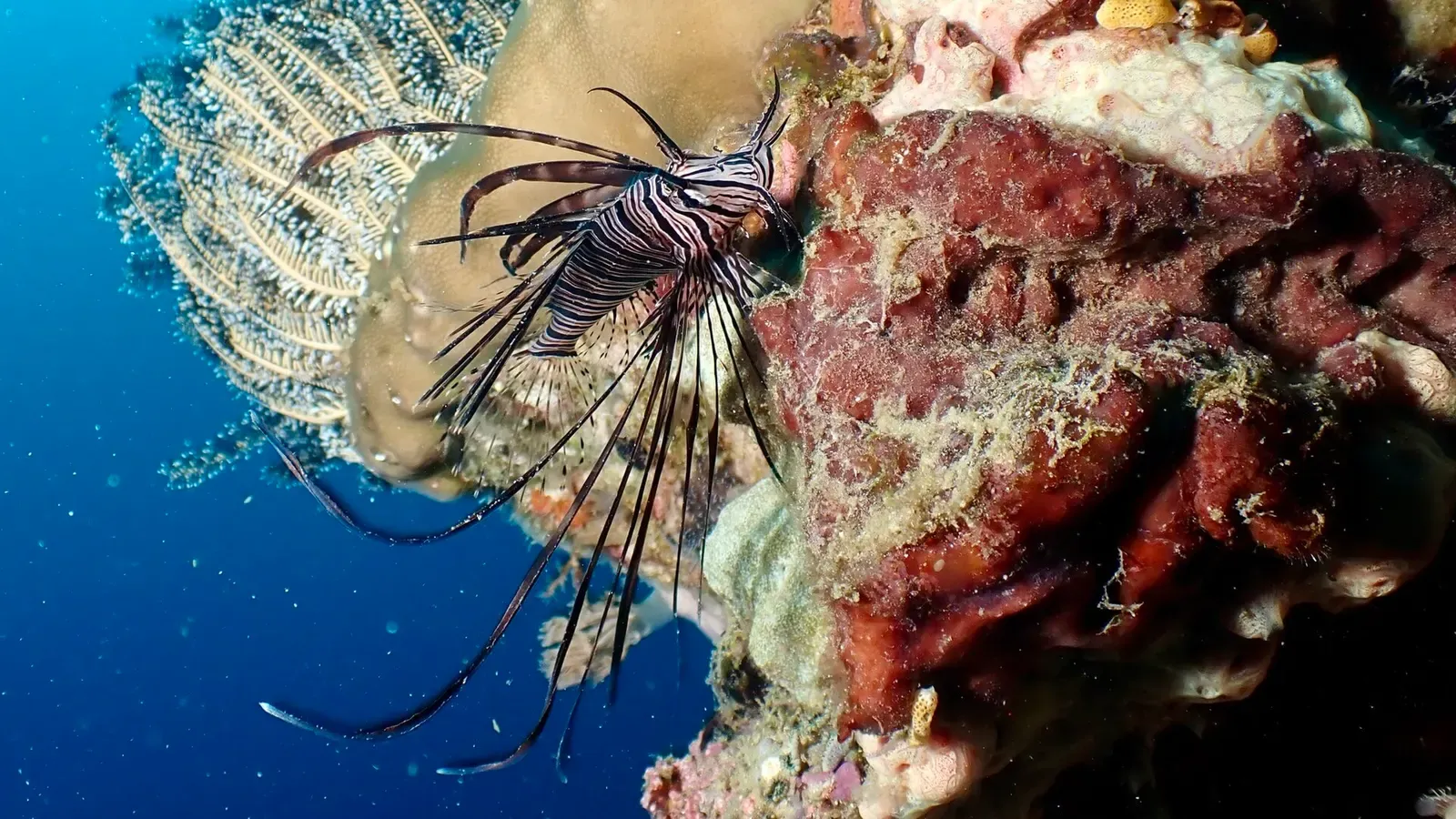A common lionfish rests beside a barrel sponge on a reef in the Philippines.
