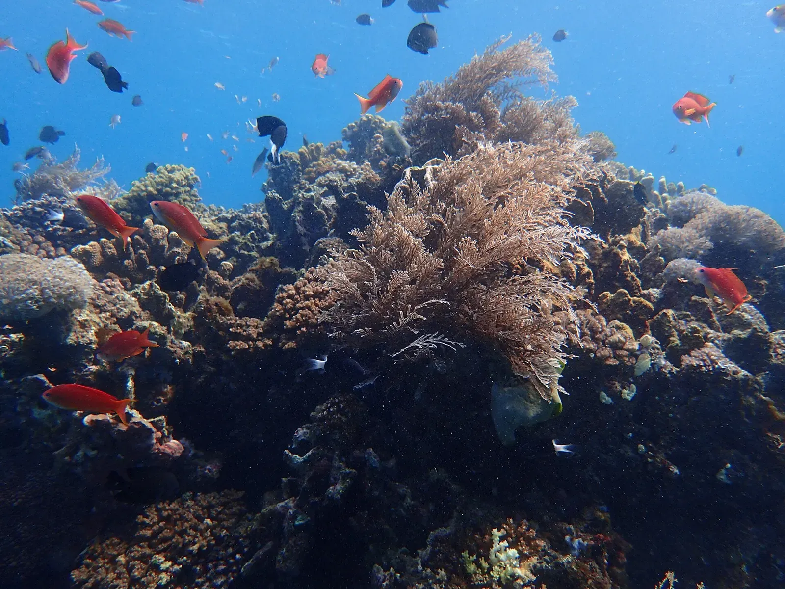 Orange anthias and damselfish crowd a coral bommie on a Puerto Galera reef.