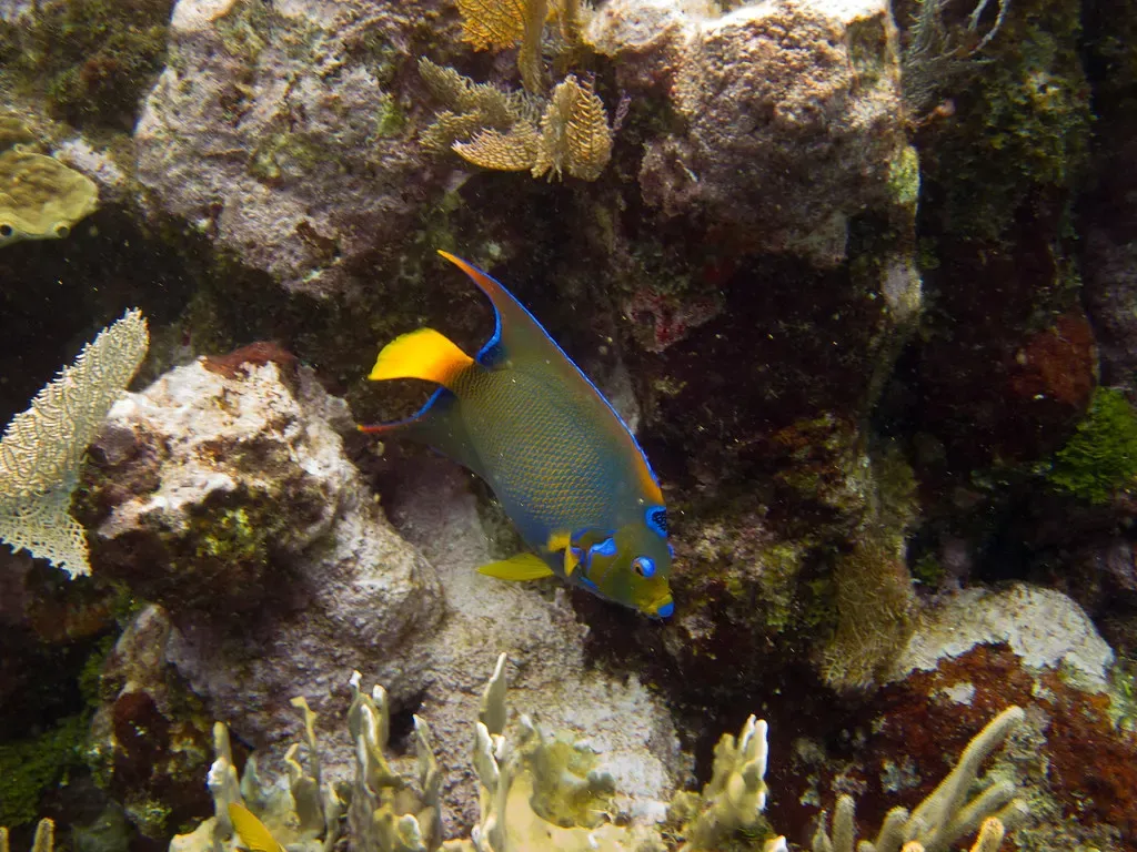 A queen angelfish in yellow and blue patrols a coral reef near Utila.