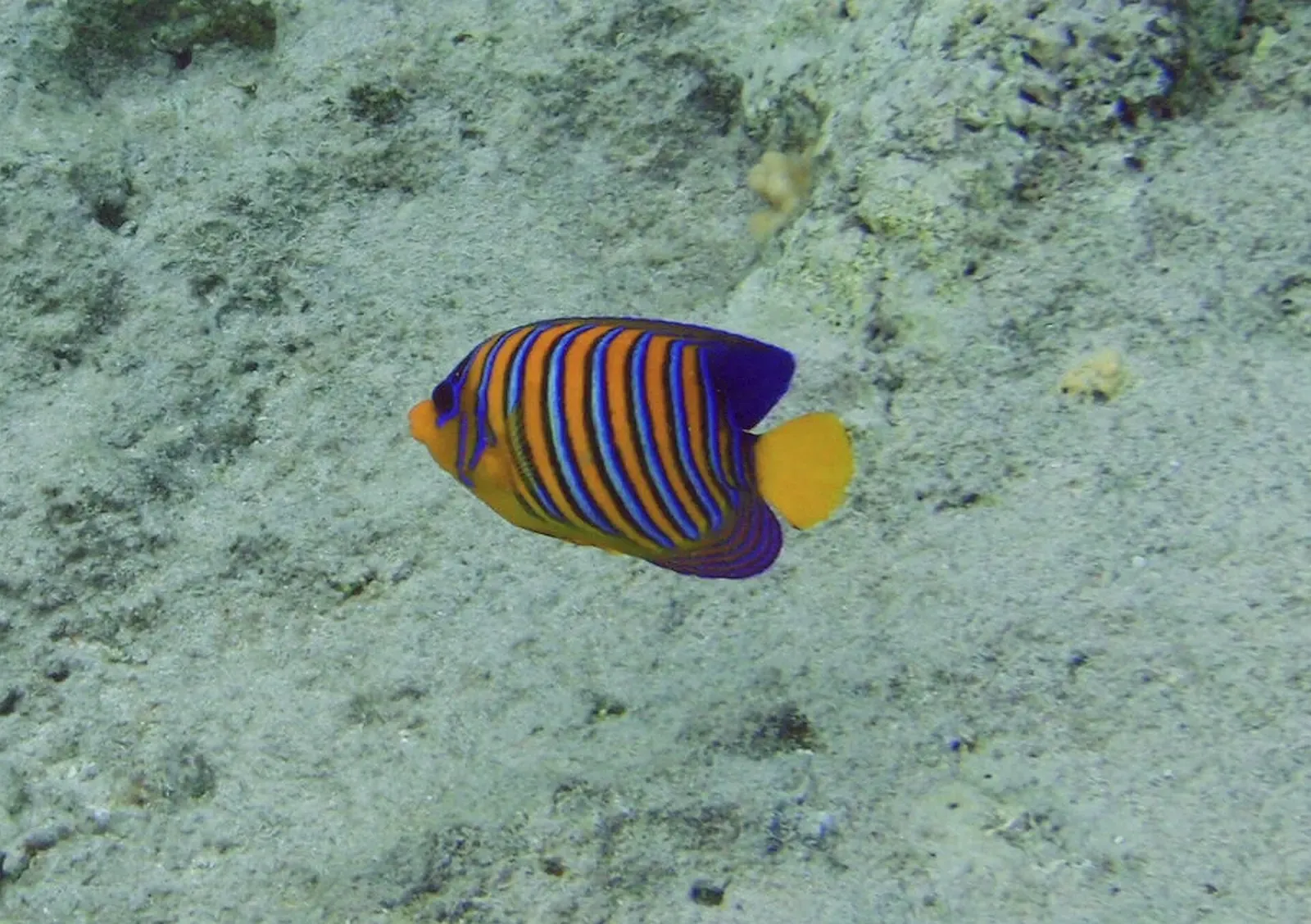 A striped angelfish glides over the sandy reef bottom in Ras Mohammed National Park.