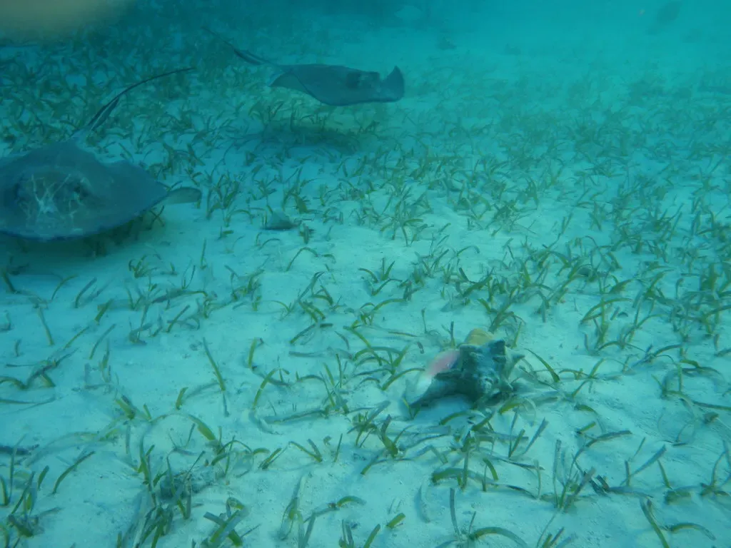 Two rays glide low over a sandy, seagrass-covered bottom on the Belize Barrier Reef