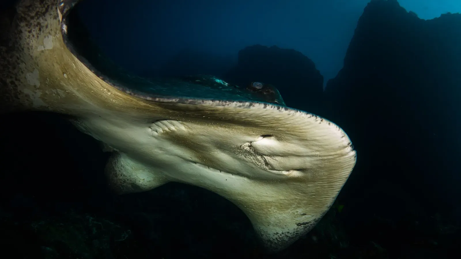 A round ribbontail ray rests on the rocky bottom near Cocos Island.