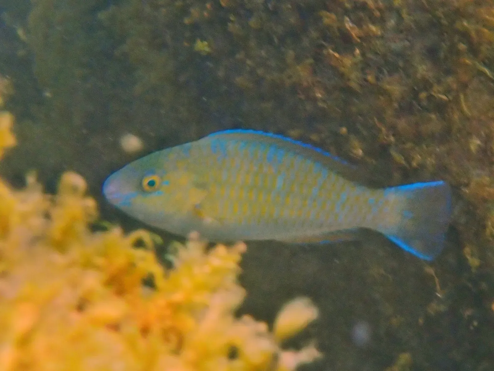 A blue-barred parrotfish swims close to the reef near Socorro Island, Mexico