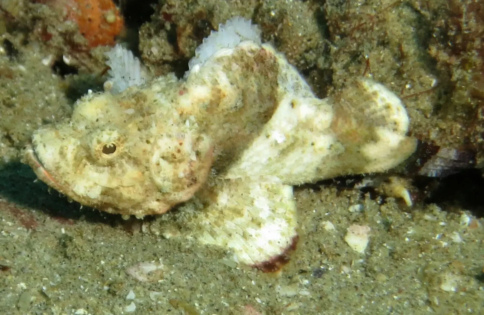 A camouflaged devil scorpionfish rests on the reef substrate at Sodwana Bay.