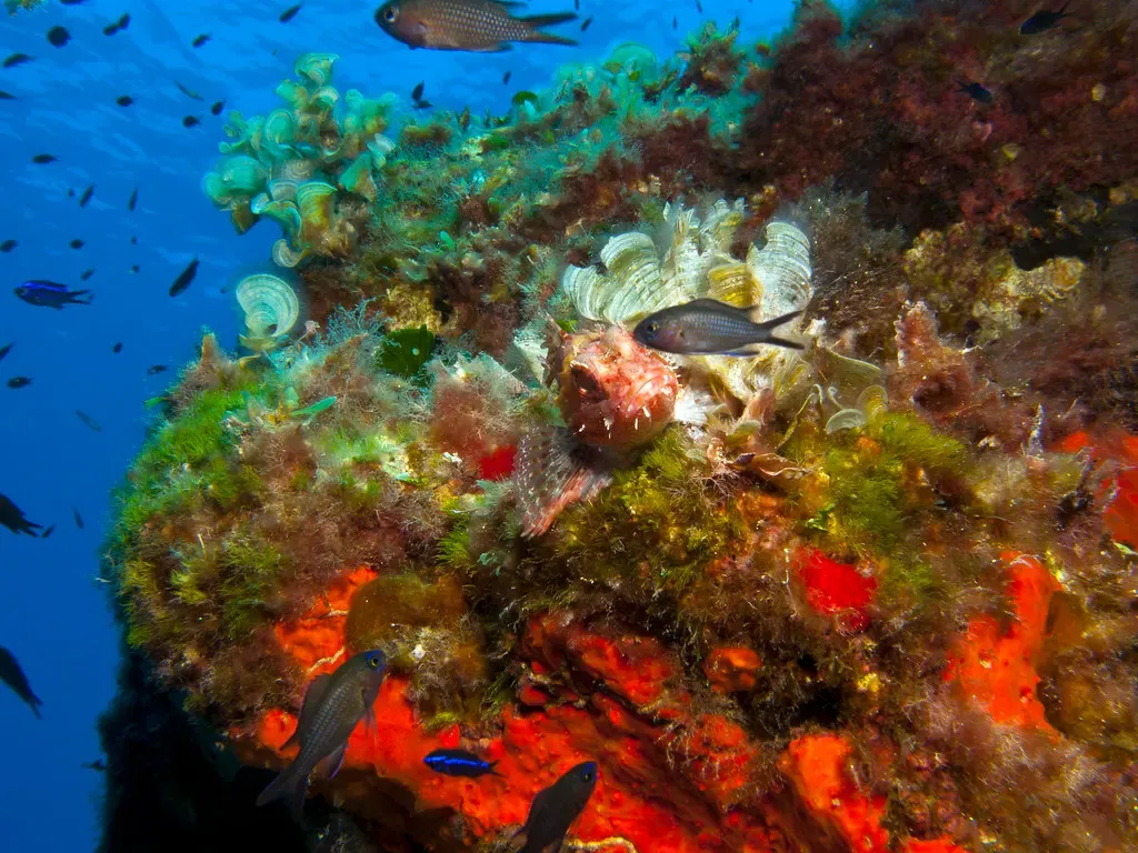 Scorpionfish and damselfish on a reef outcrop crusted with orange sponge off Gozo