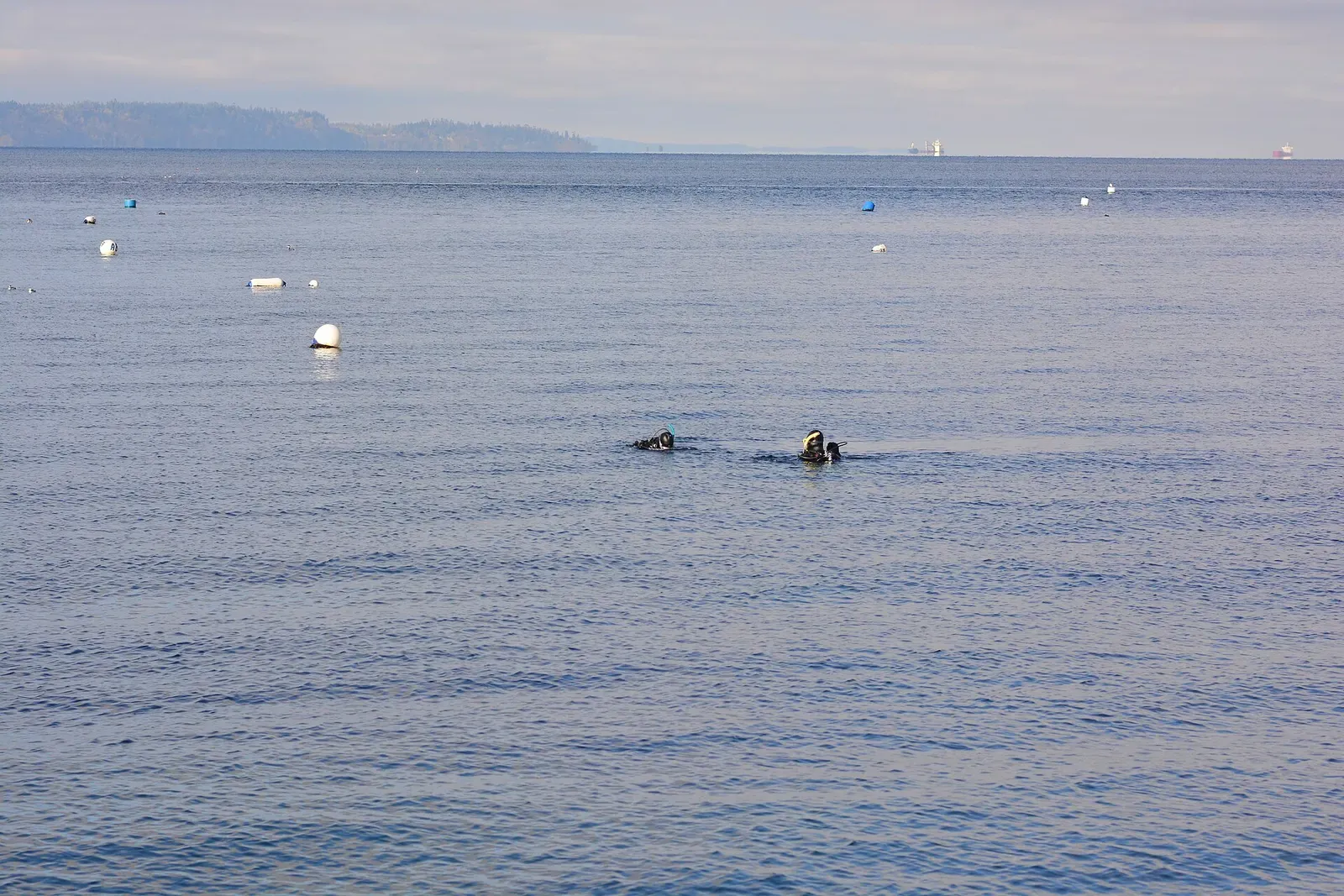 Two scuba divers surface in open water off Brackett's Landing near Edmonds, Washington