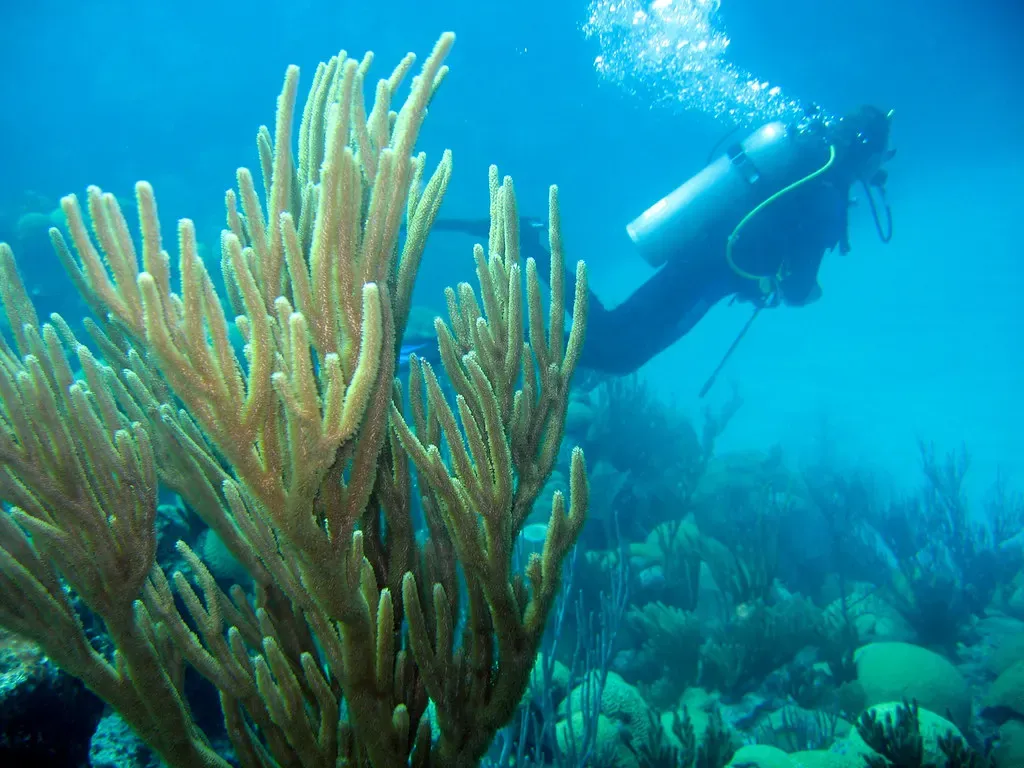 A diver hovers beside a cluster of orange soft coral sea rods on a Bermuda reef.