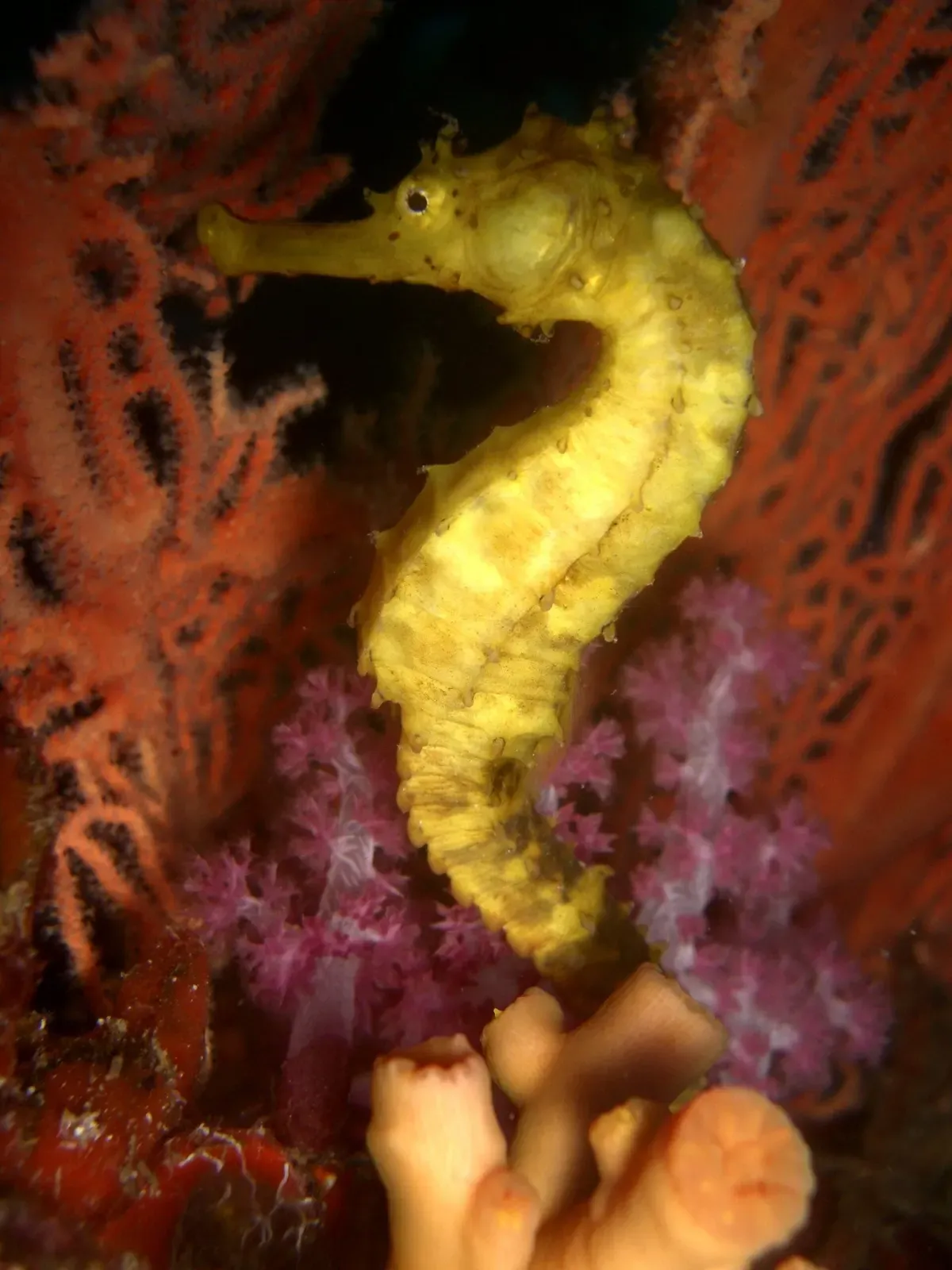 A yellow seahorse clinging to a red sea fan at Richelieu Rock