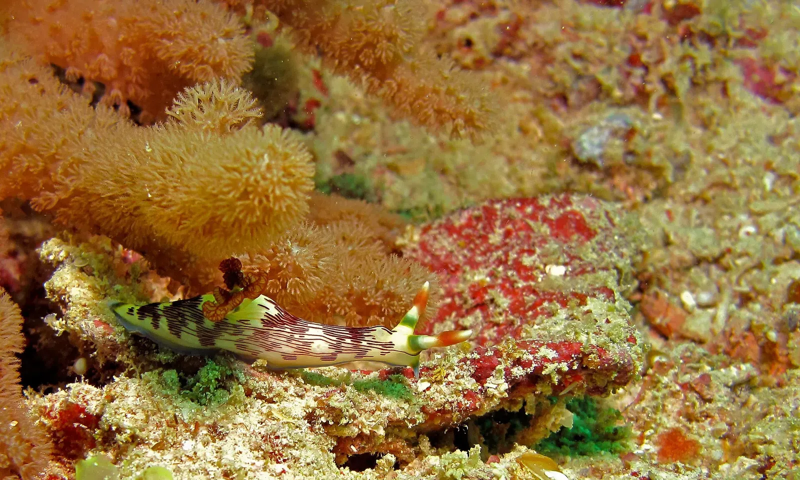 A striped Nembrotha nudibranch crosses the reef at Mabul Paradise III.