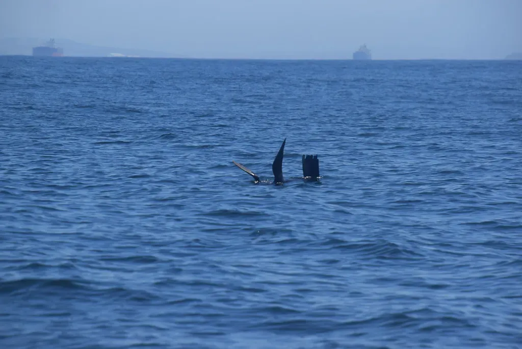A Cape fur seal floats with its flippers raised out of the water to warm in the sun, Algoa Bay
