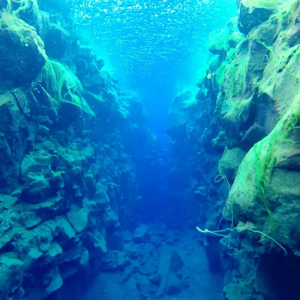 The green-tinted underwater fissure at Silfra with rocky walls coated in bright algae fading into blue distance